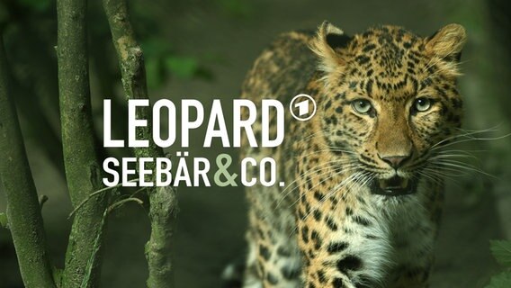Schriftzug "Leopard, Seebär & Co." vor dem Bild eines Leoparden © NDR 